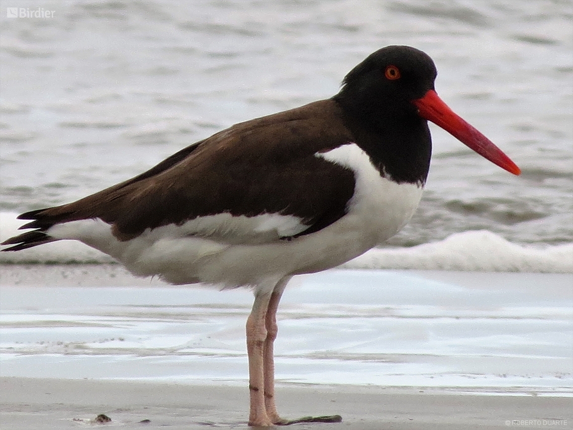 Haematopus palliatus