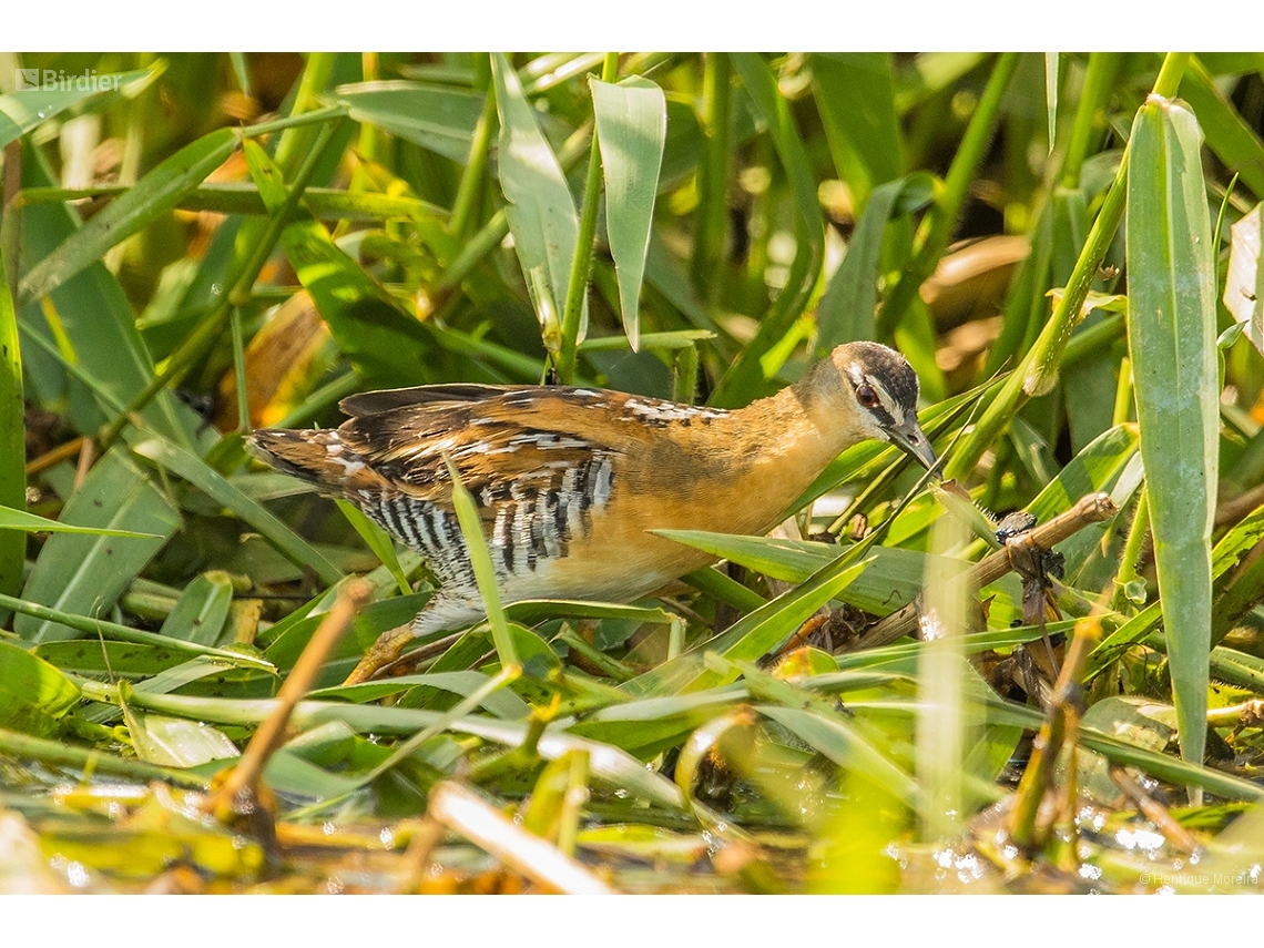 Laterallus flaviventer