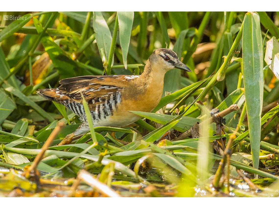 Laterallus flaviventer