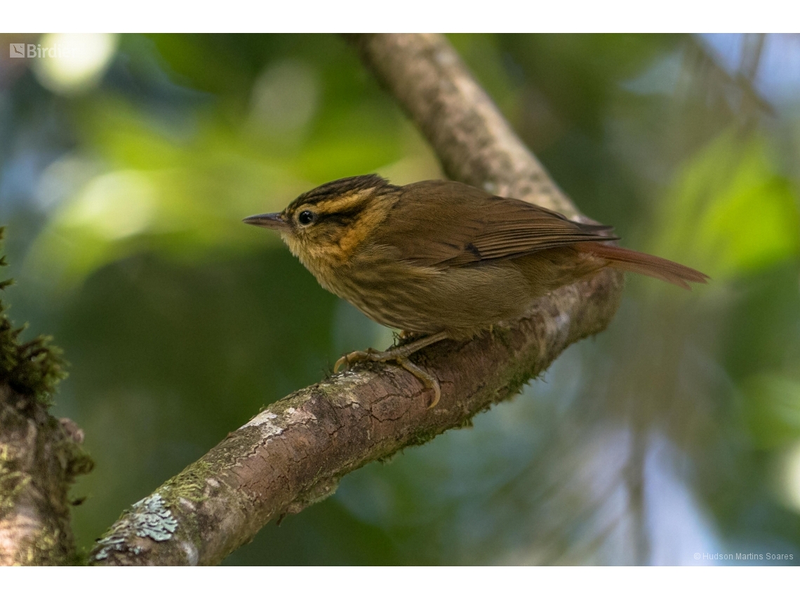 Heliobletus contaminatus