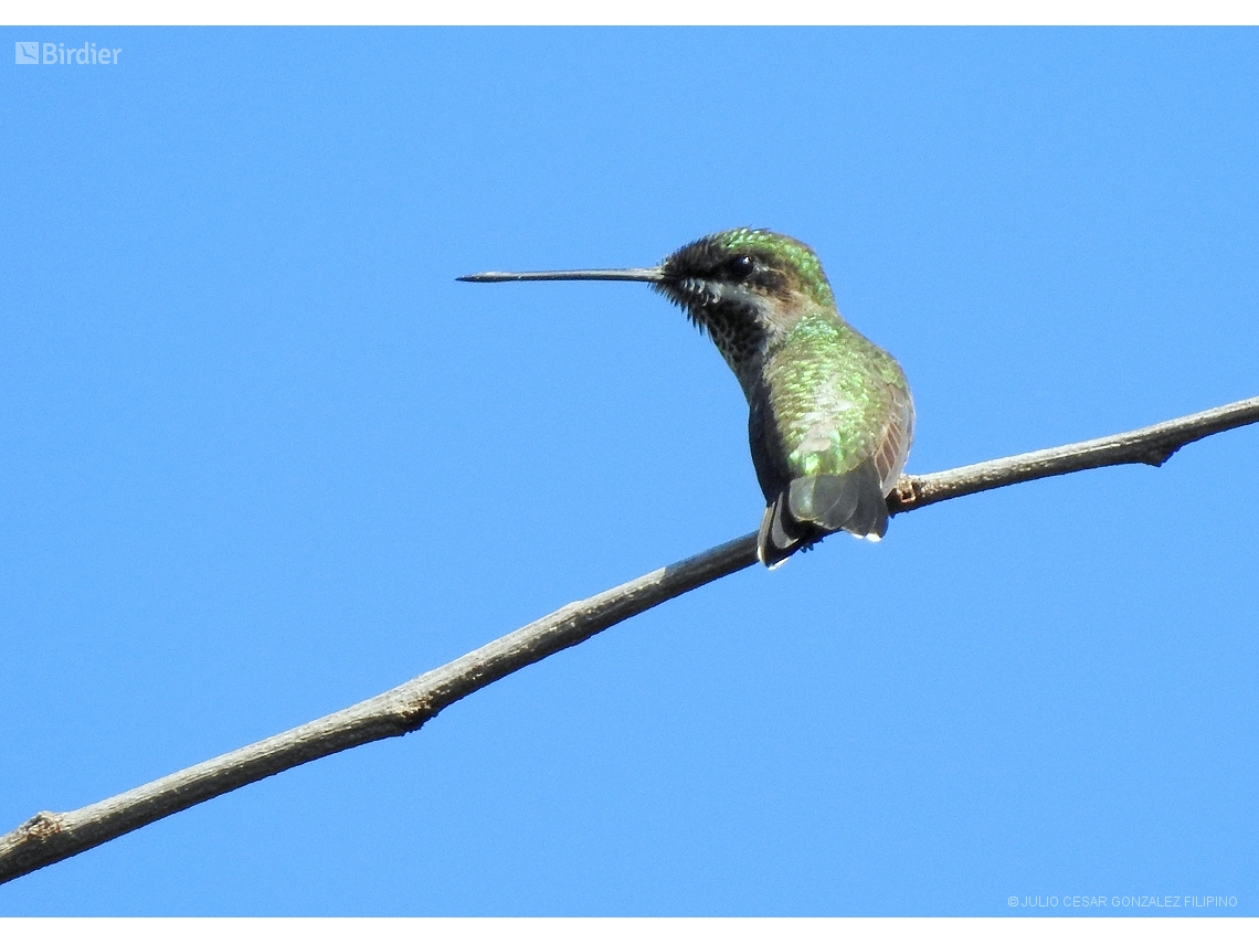 Heliomaster squamosus