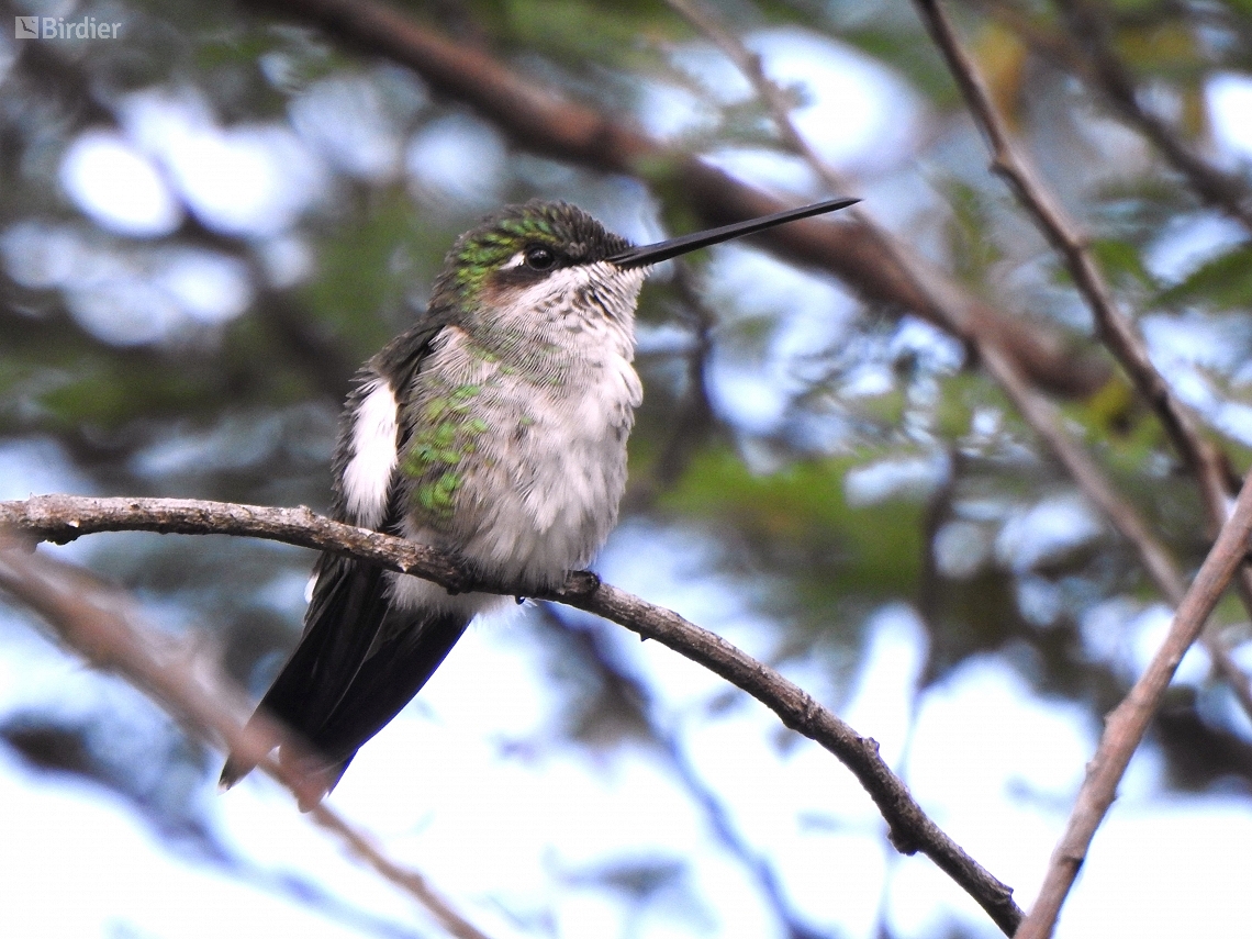 Heliomaster squamosus