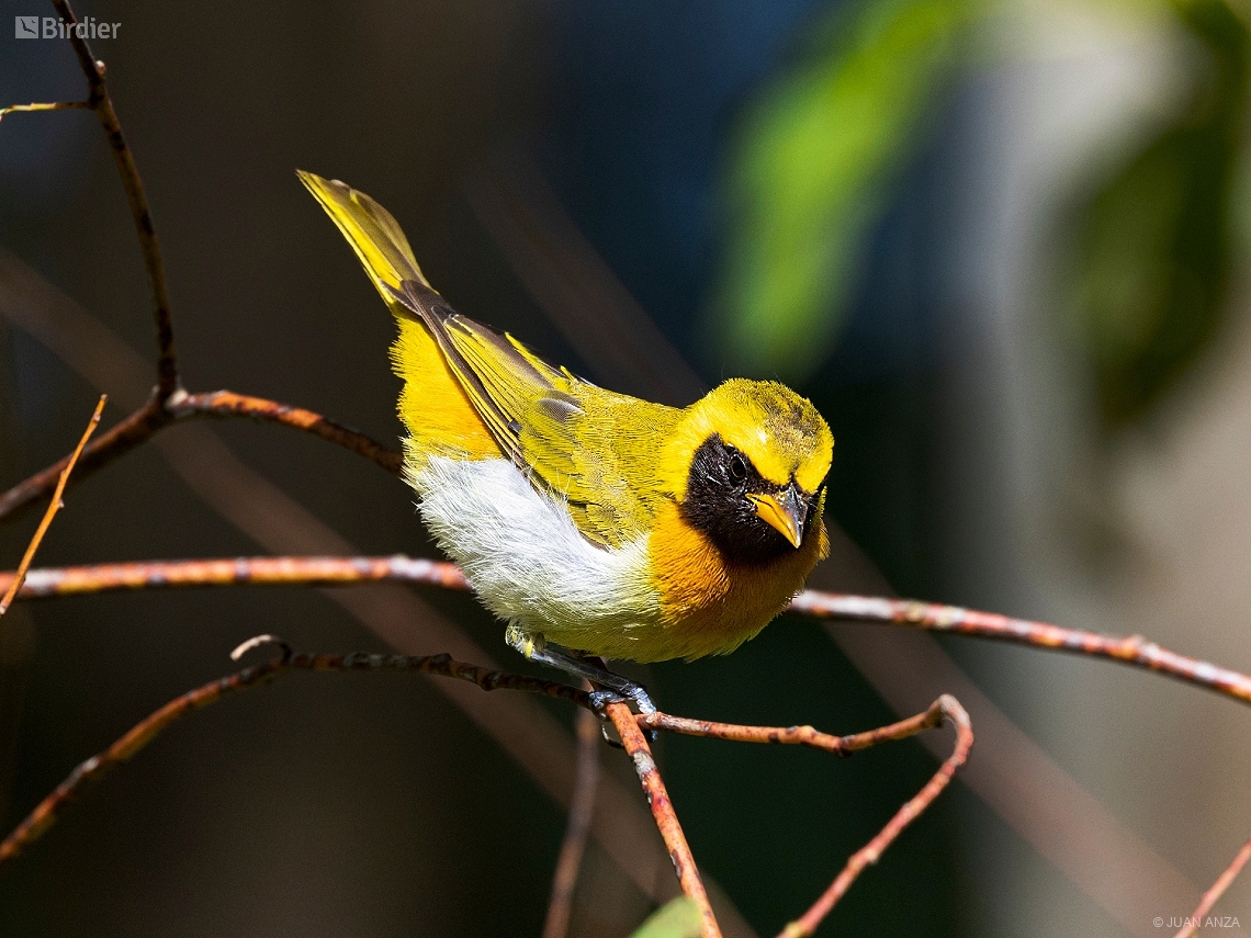 Hemithraupis guira