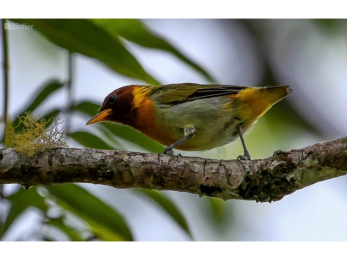 Hemithraupis ruficapilla