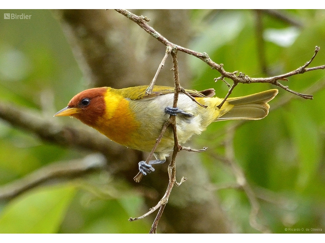 Hemithraupis ruficapilla