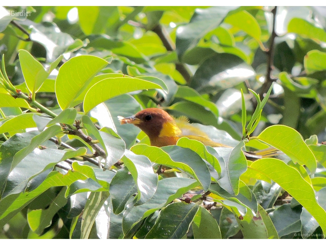 Hemithraupis ruficapilla