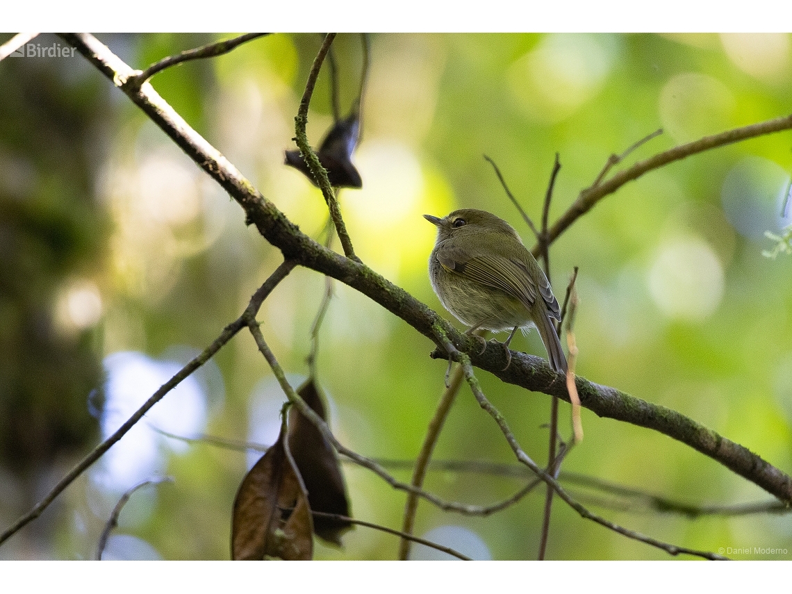 Hemitriccus diops
