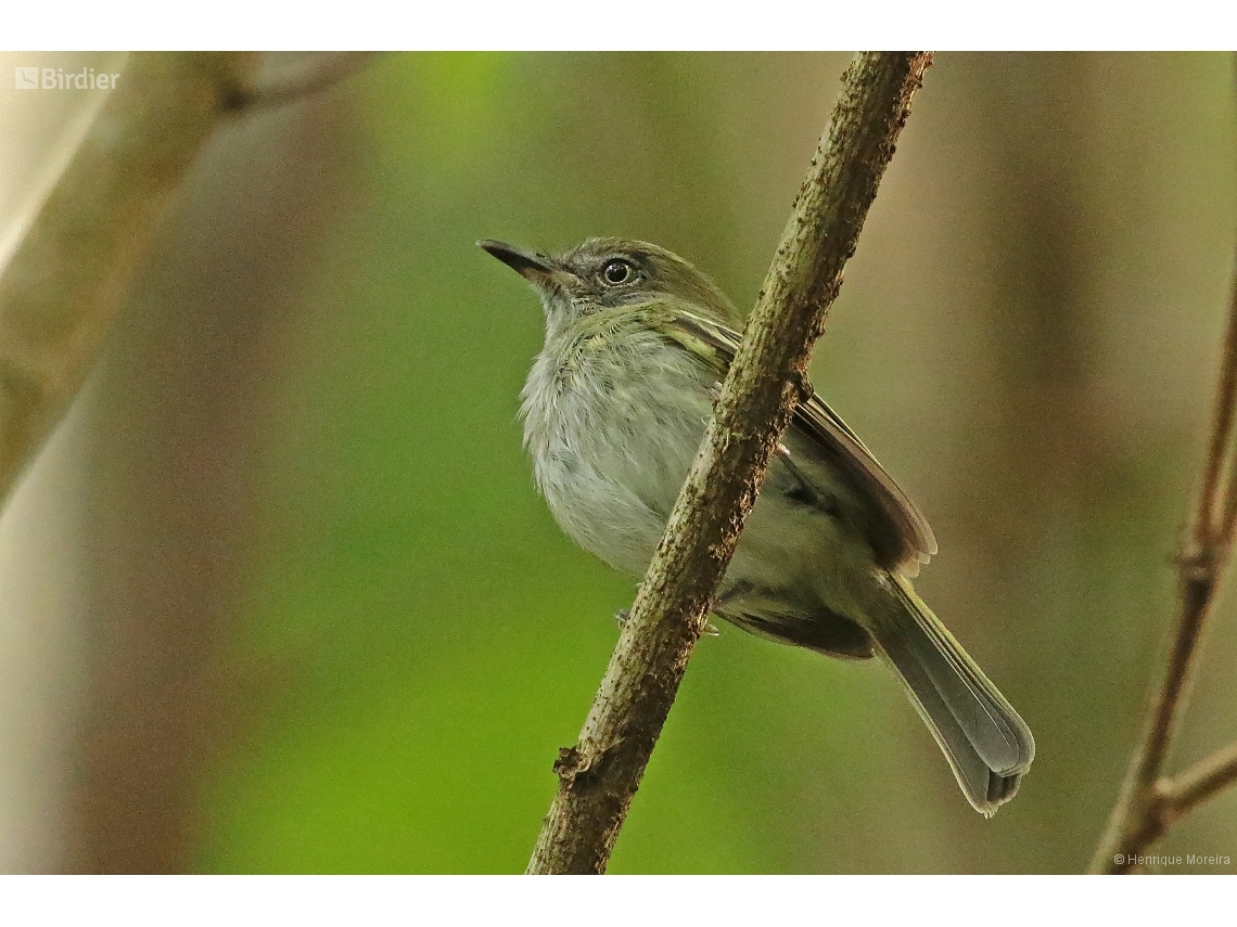 Hemitriccus griseipectus