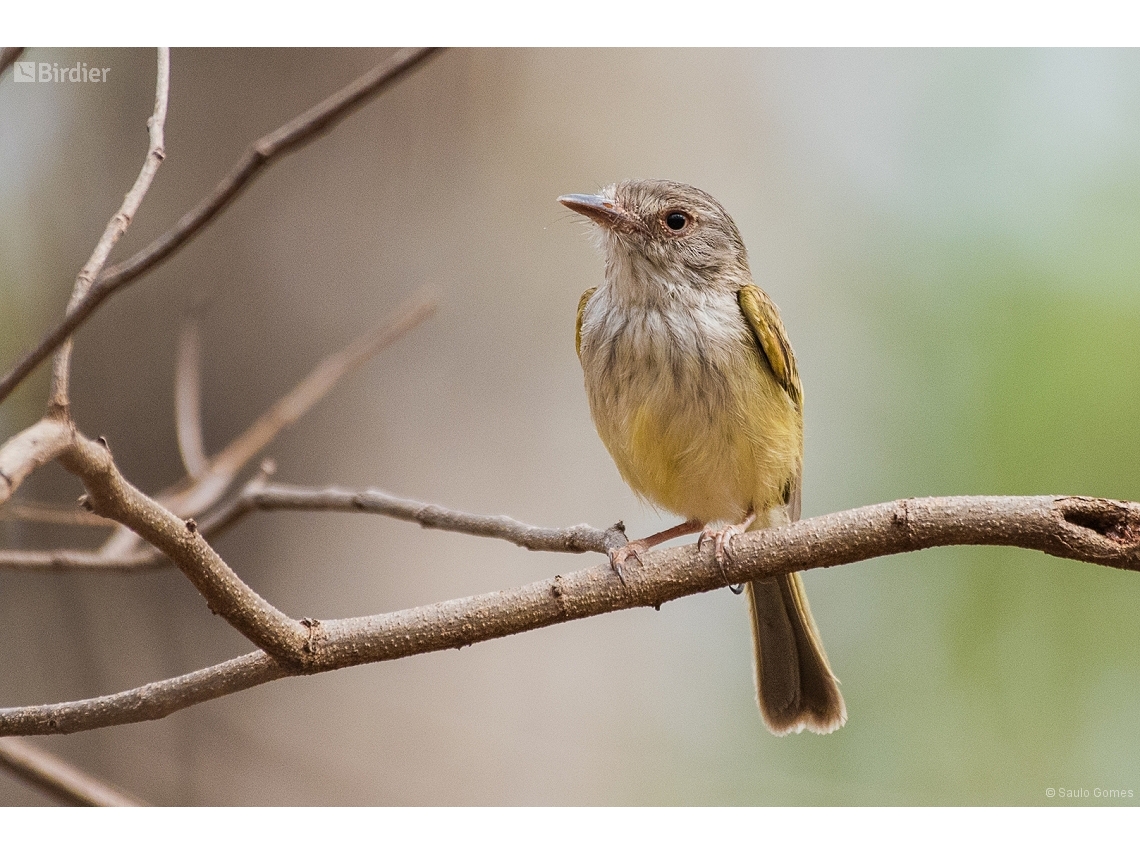 Hemitriccus margaritaceiventer