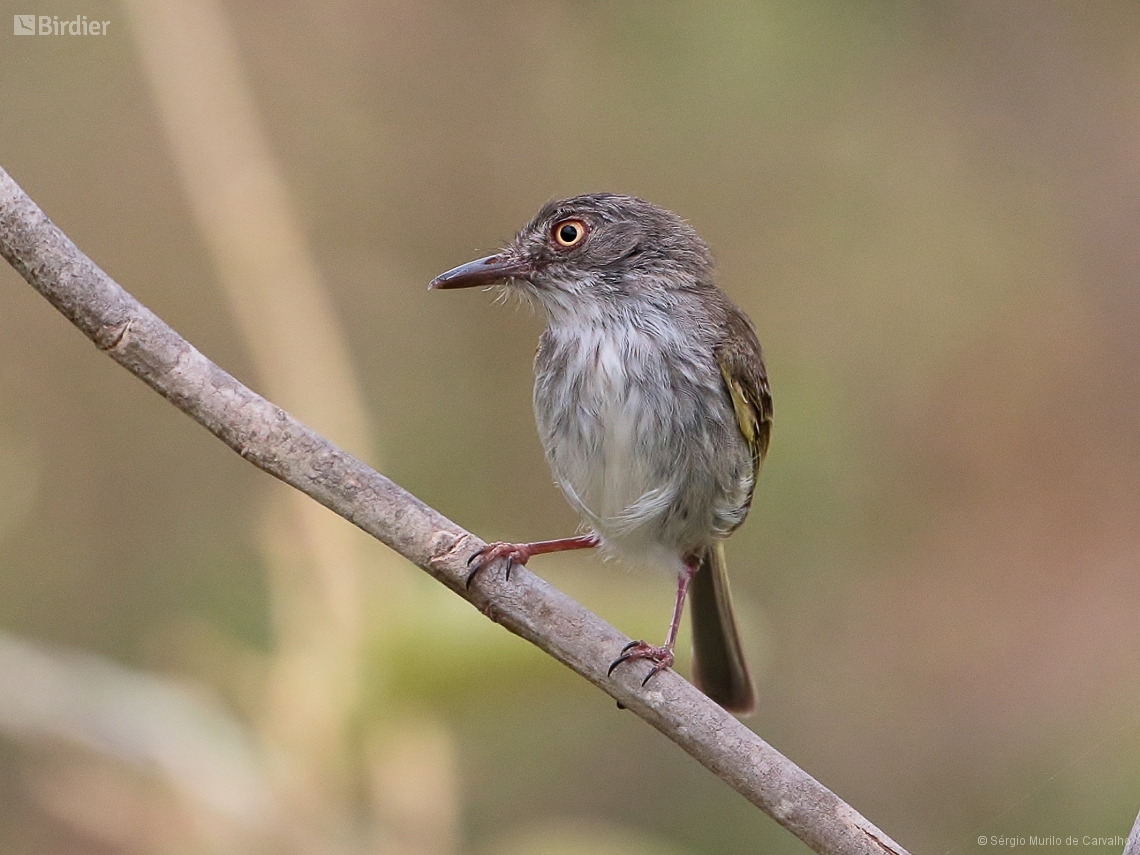 Hemitriccus margaritaceiventer