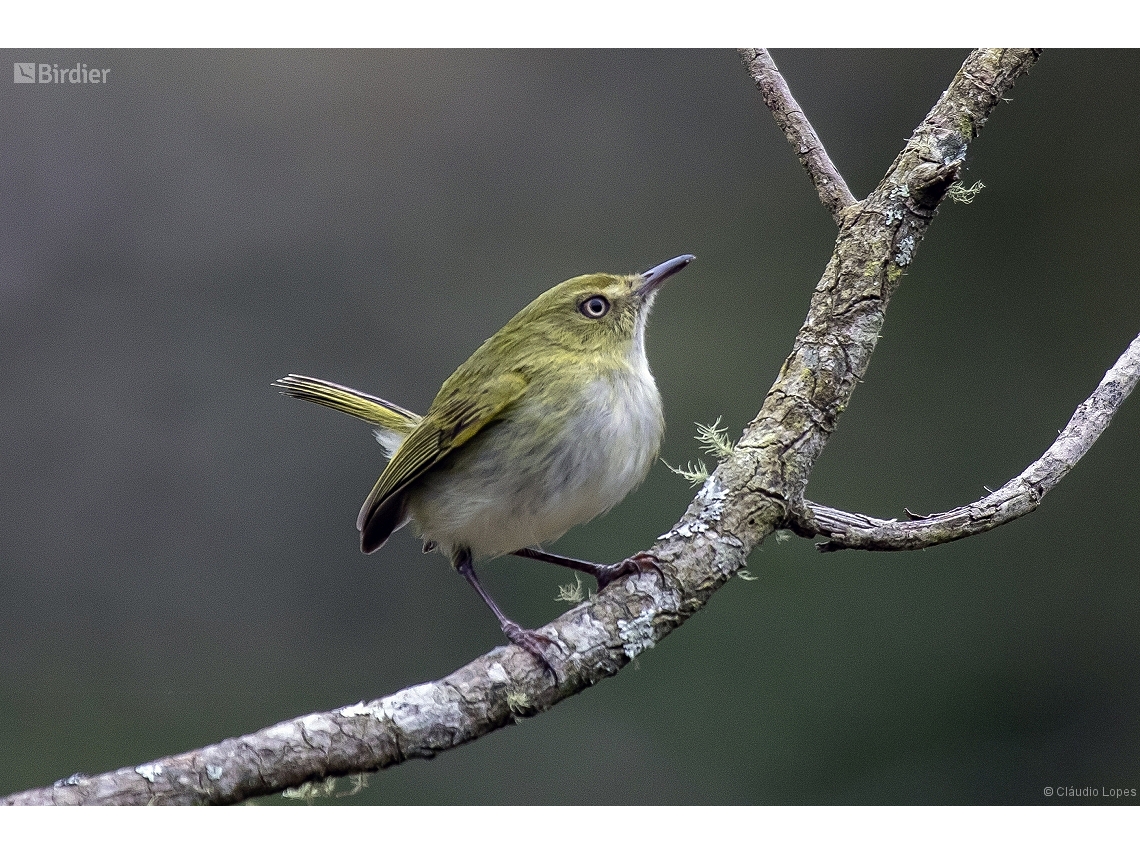 Hemitriccus nidipendulus