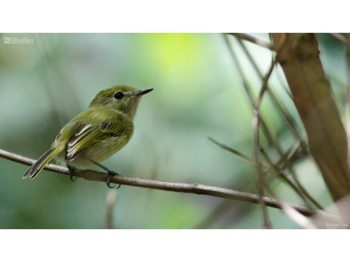 Hemitriccus nidipendulus