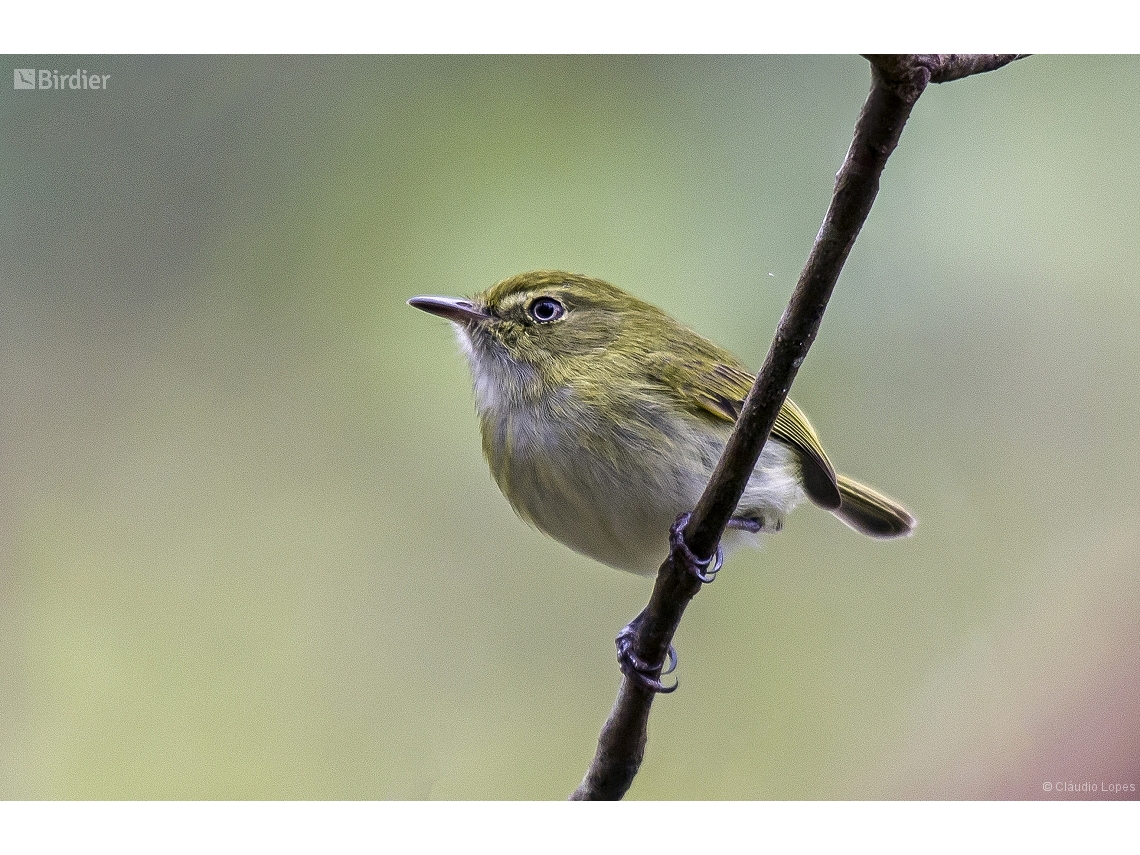 Hemitriccus nidipendulus