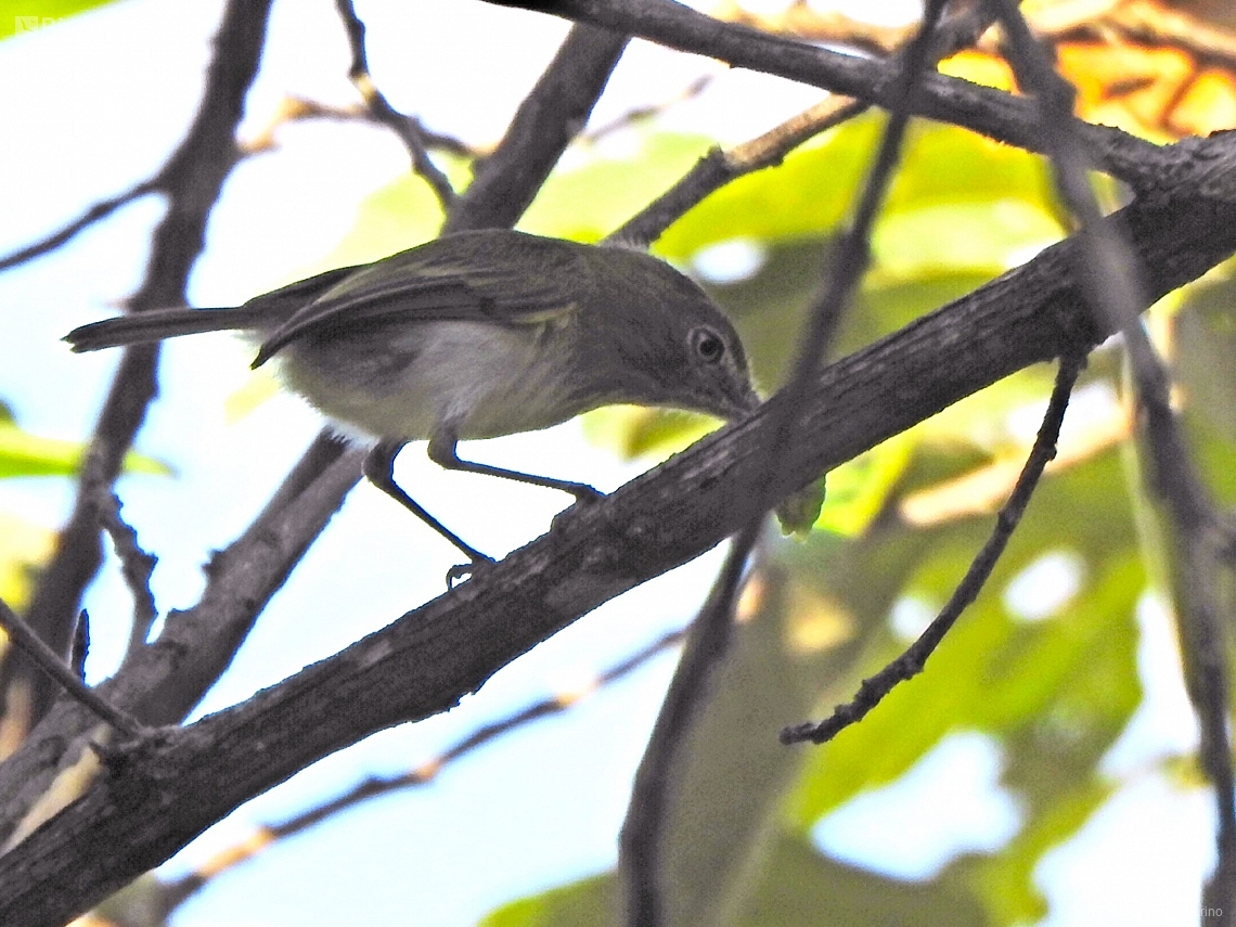 Hemitriccus nidipendulus