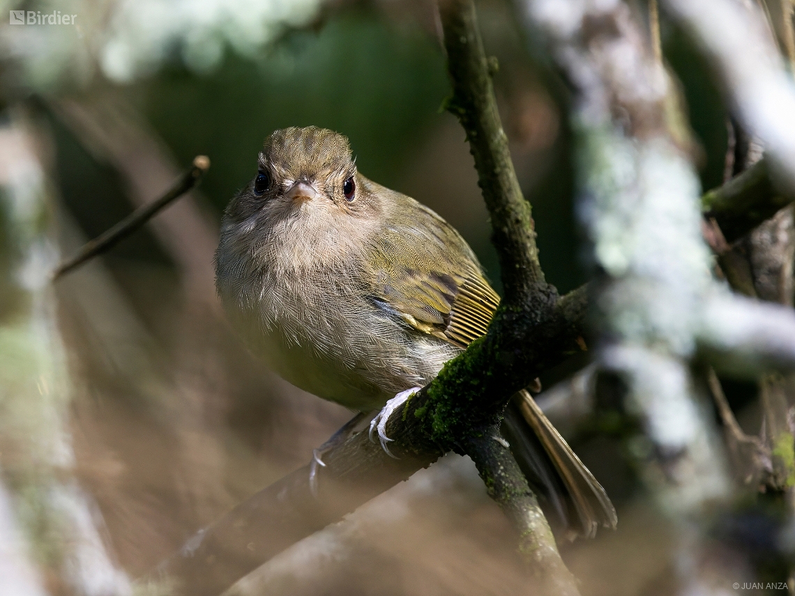 Hemitriccus obsoletus