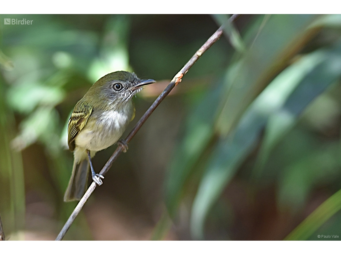 Hemitriccus griseipectus