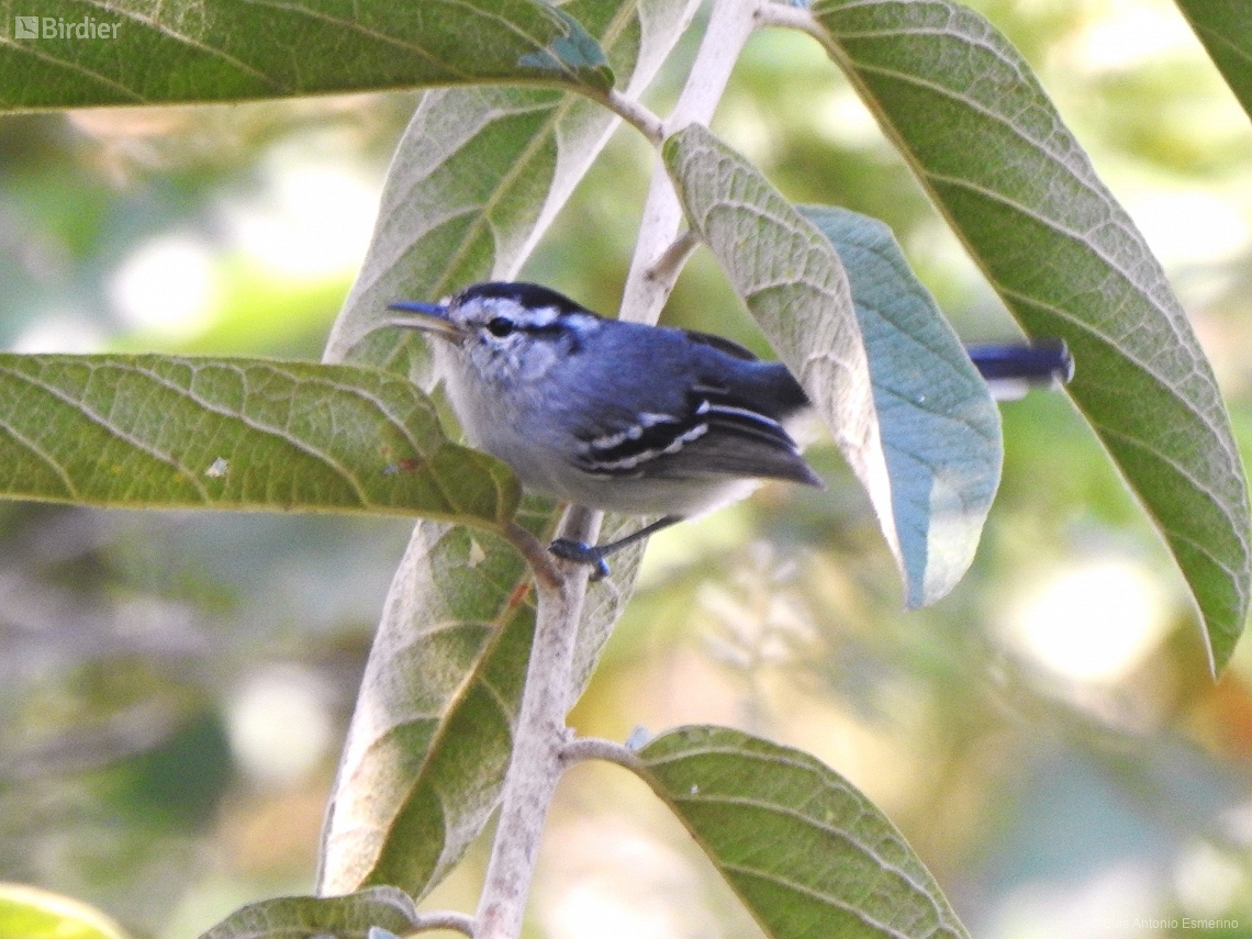 Herpsilochmus atricapillus