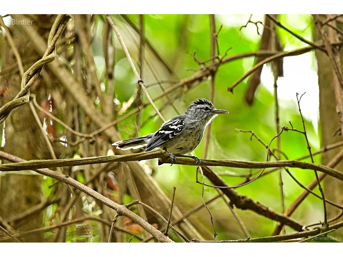 Herpsilochmus longirostris