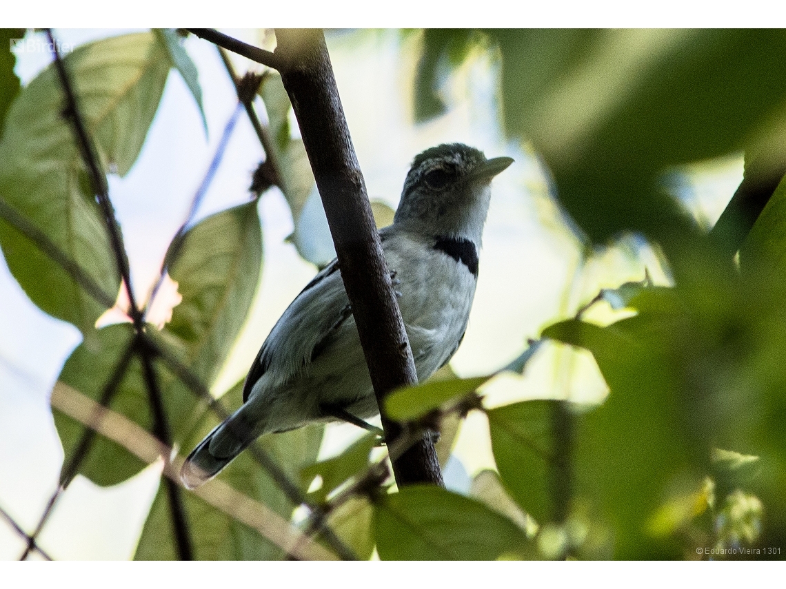 Herpsilochmus pectoralis