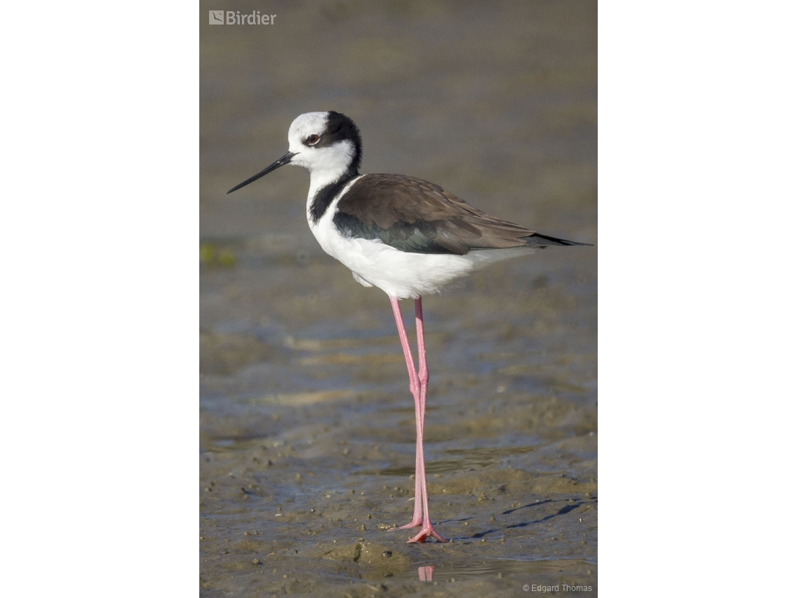 Himantopus melanurus