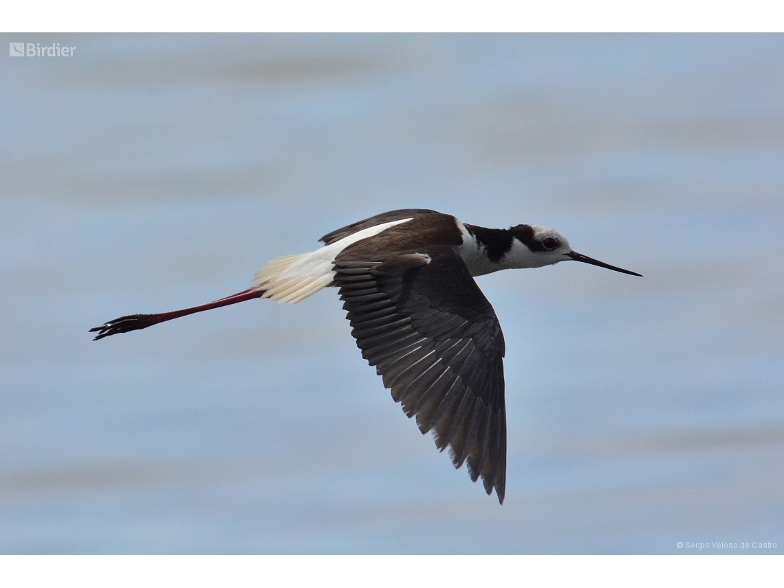 Himantopus melanurus