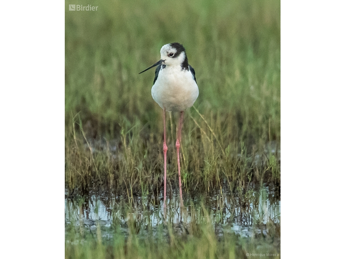 Himantopus mexicanus