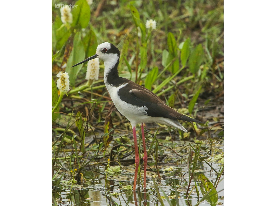 Himantopus melanurus