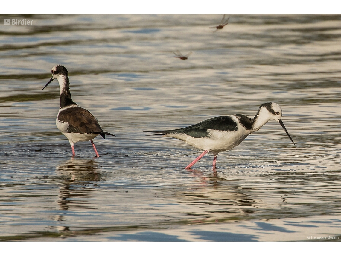 Himantopus melanurus