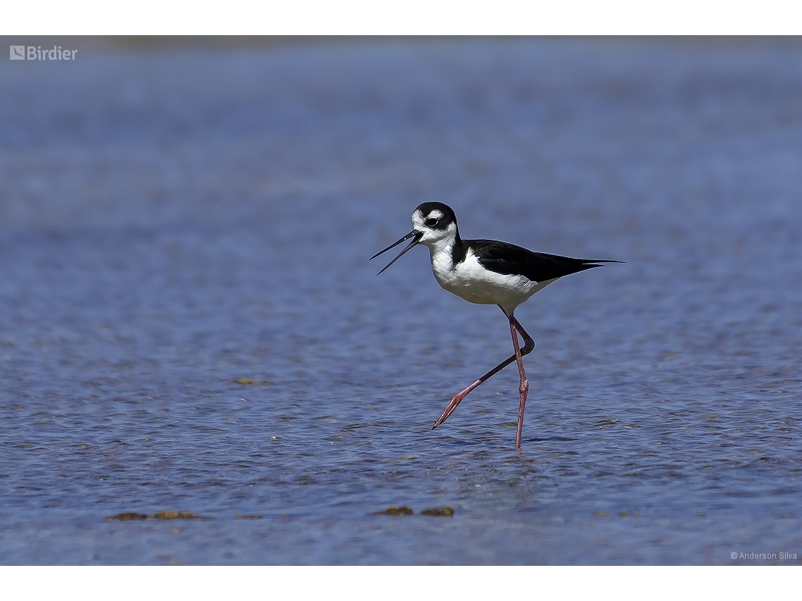 Himantopus mexicanus