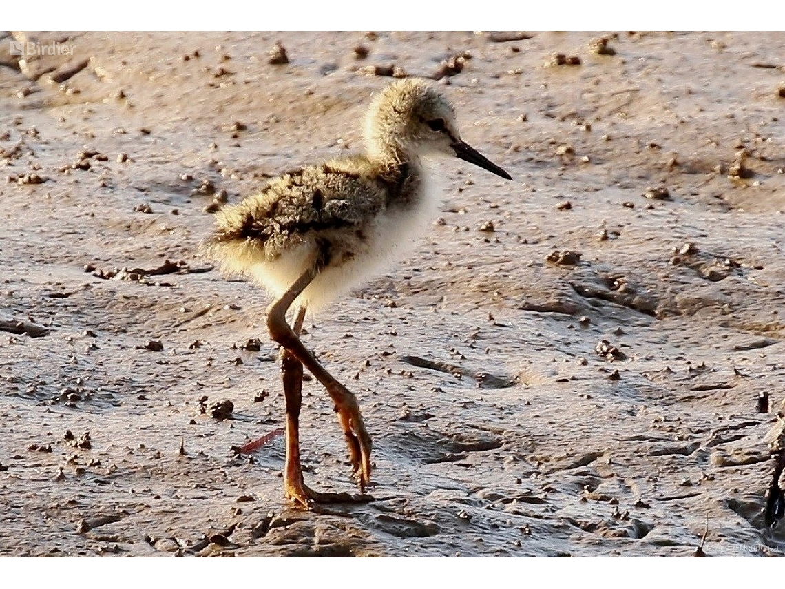 Himantopus mexicanus