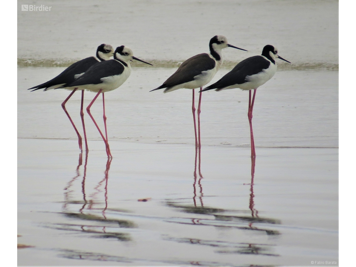 Himantopus melanurus