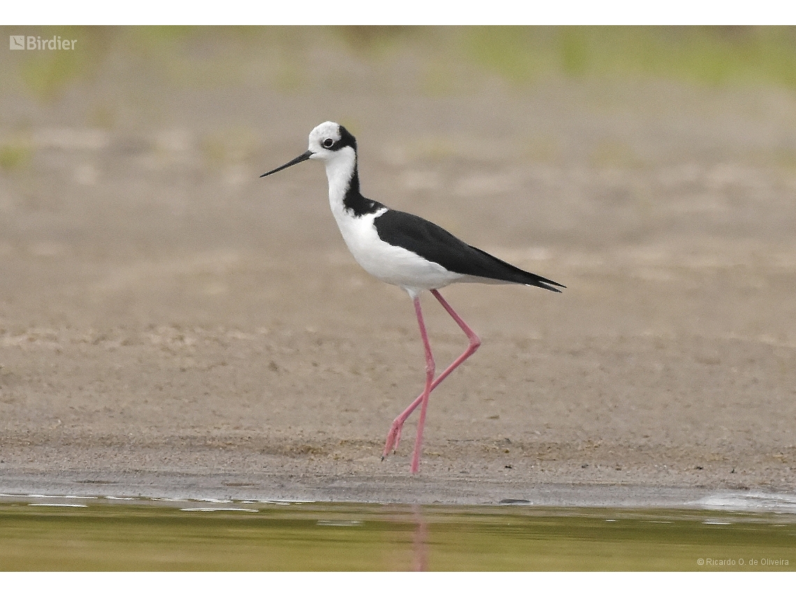 Himantopus mexicanus