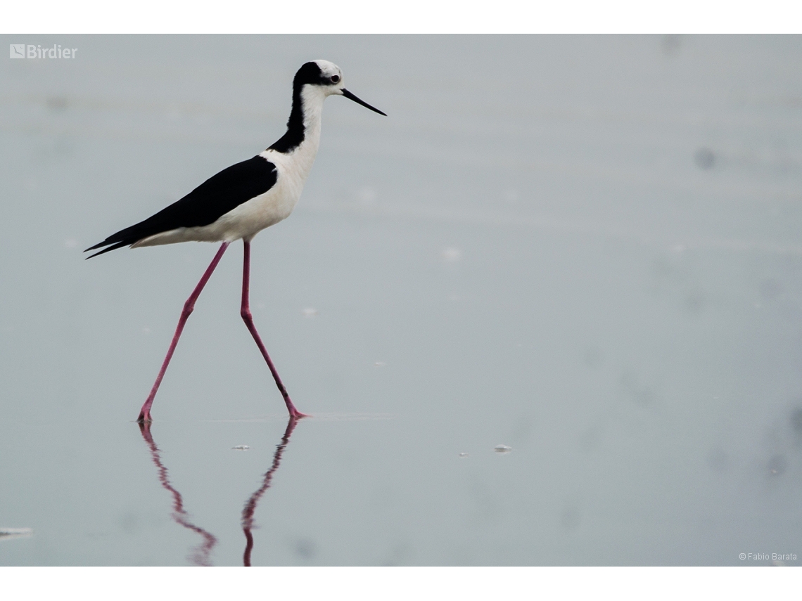 Himantopus melanurus