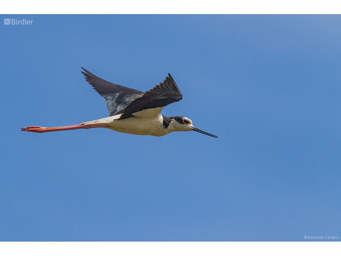 Himantopus melanurus
