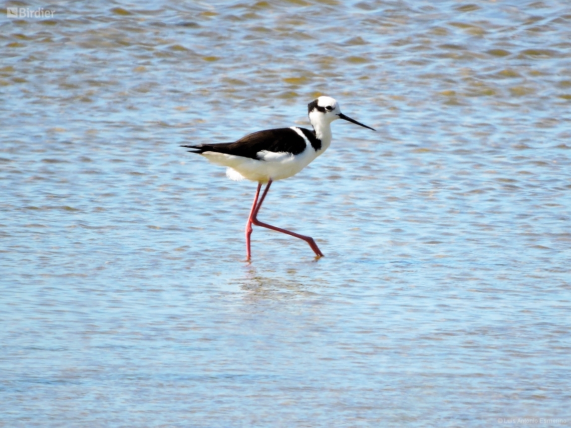 Himantopus melanurus