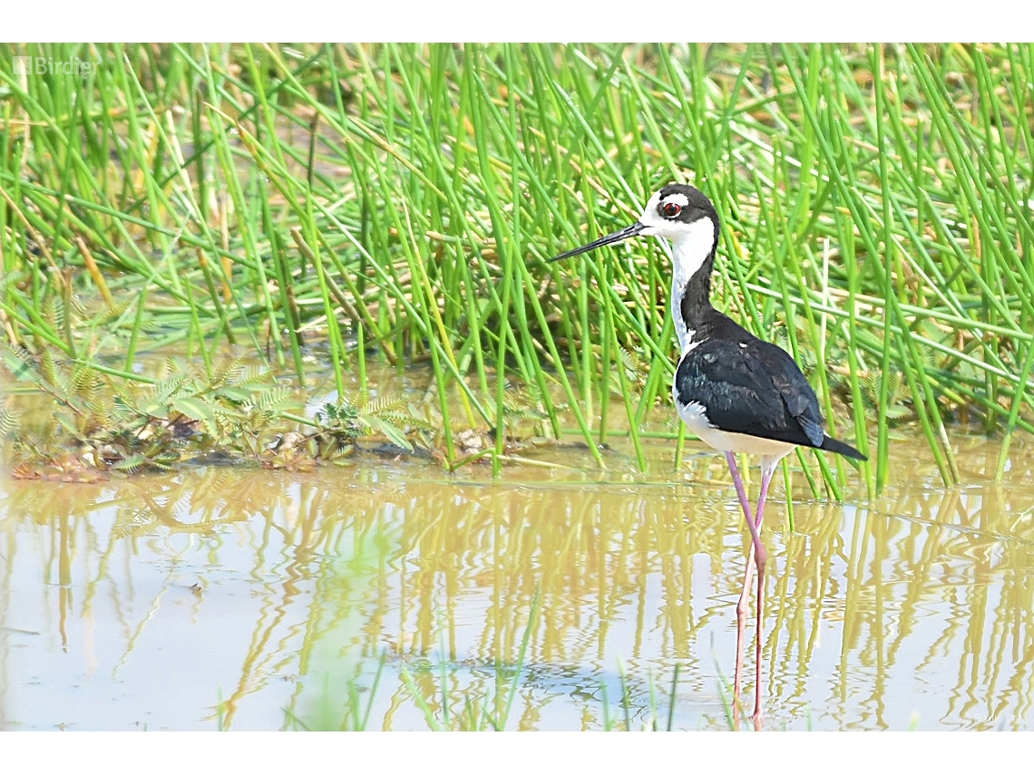 Himantopus mexicanus