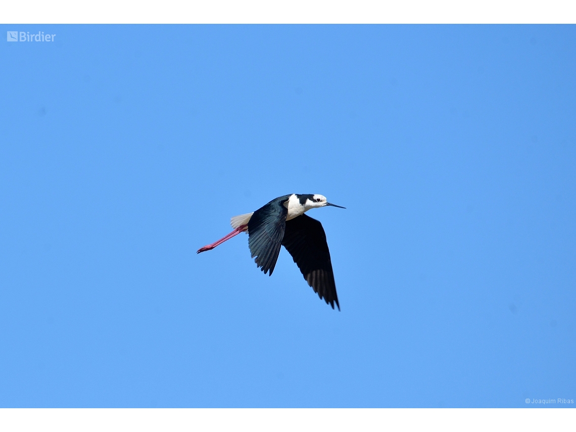 Himantopus melanurus