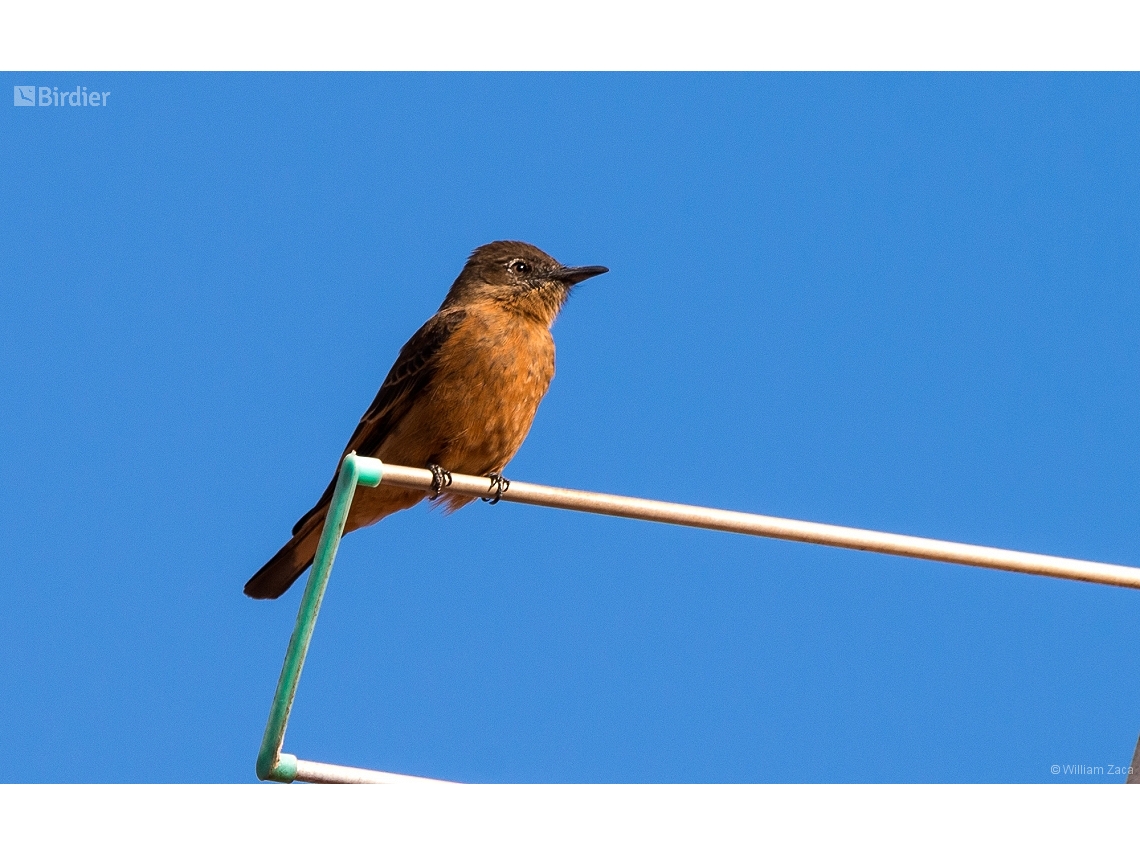 Hirundinea ferruginea