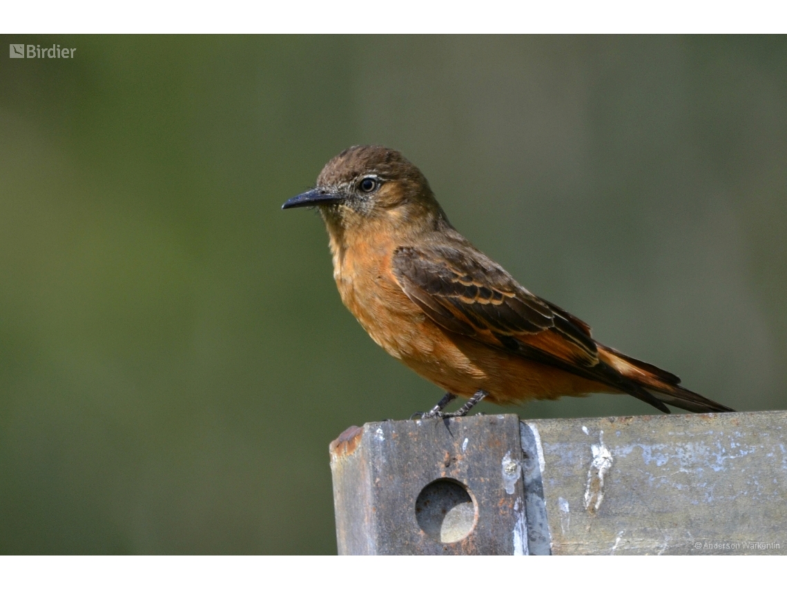 Hirundinea ferruginea