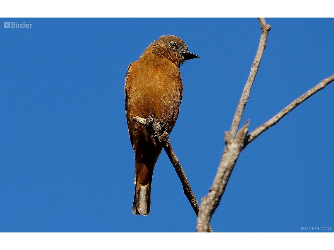 Hirundinea ferruginea