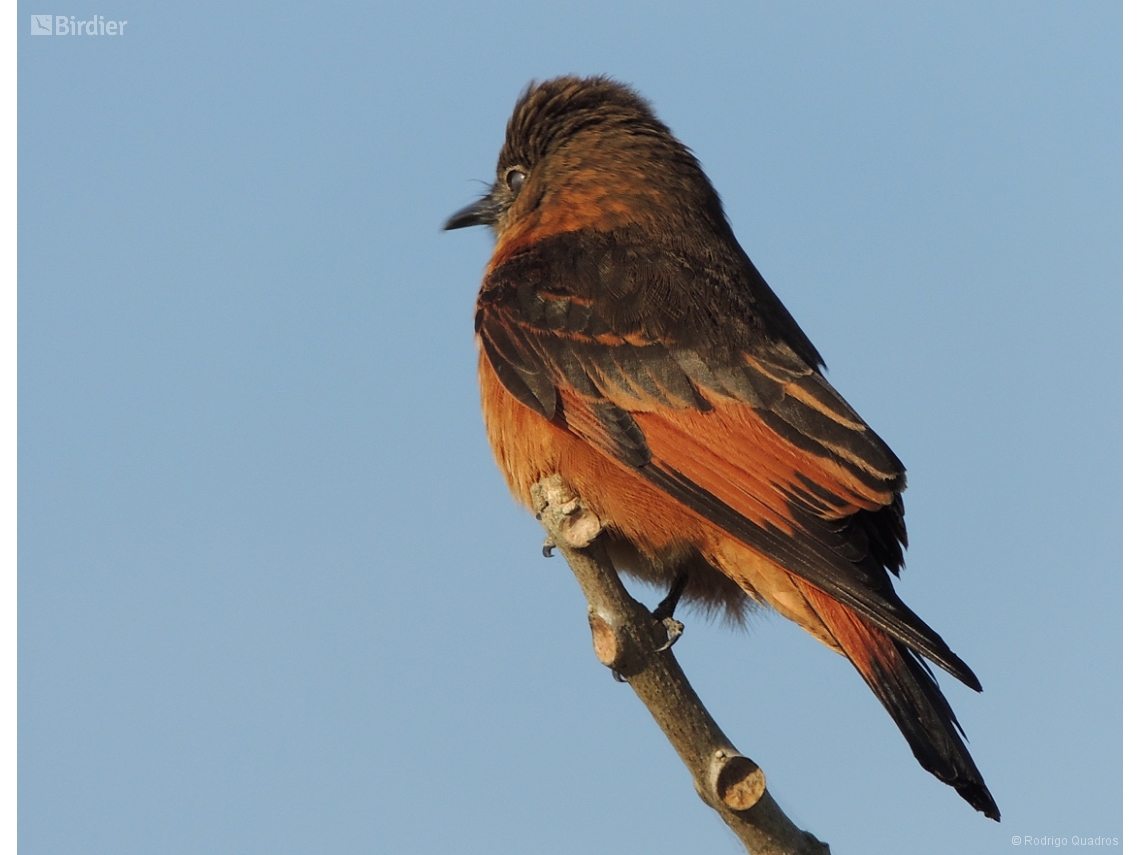 Hirundinea ferruginea