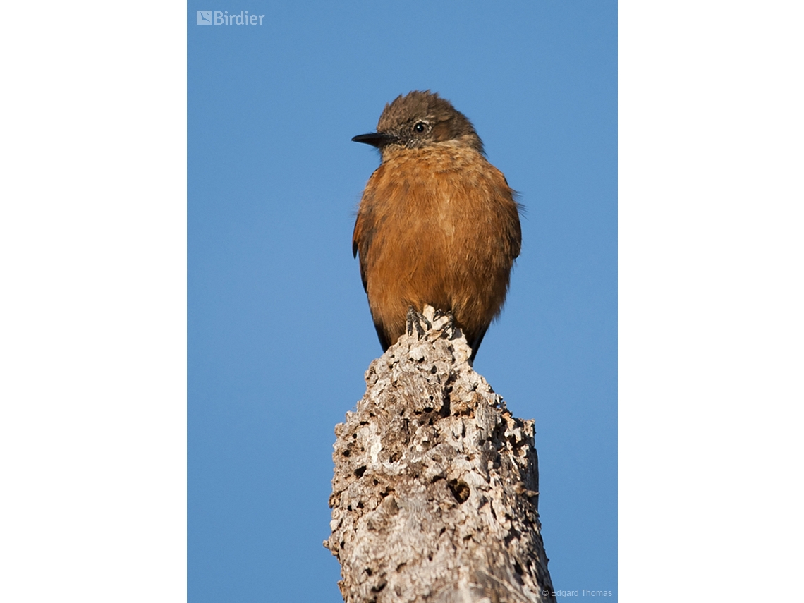 Hirundinea ferruginea