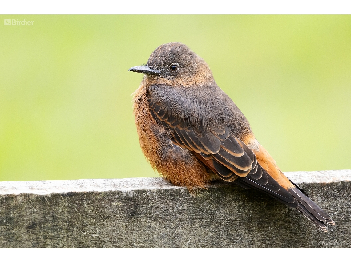Hirundinea ferruginea