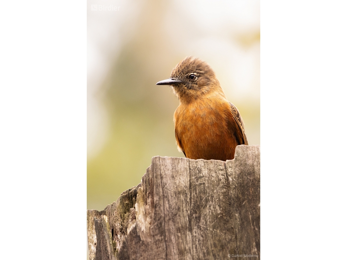 Hirundinea ferruginea