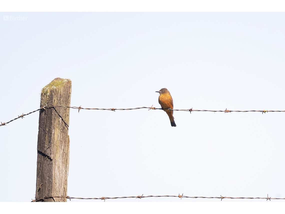 Hirundinea ferruginea