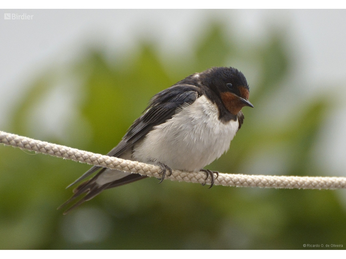 Hirundo rustica