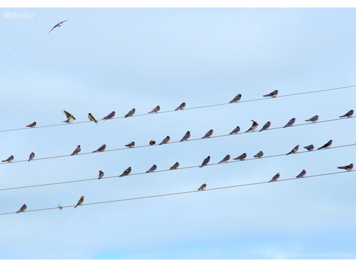 Hirundo rustica