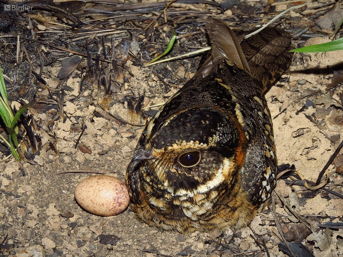 Antiurus maculicaudus