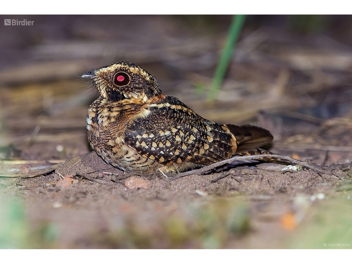 Antiurus maculicaudus