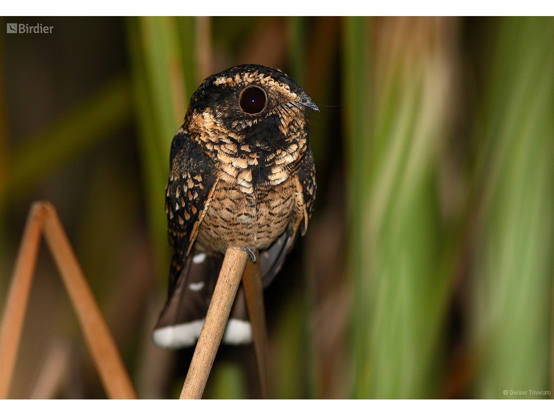 Antiurus maculicaudus